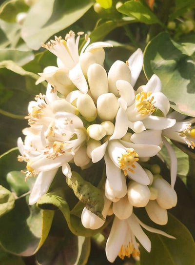 Neroli